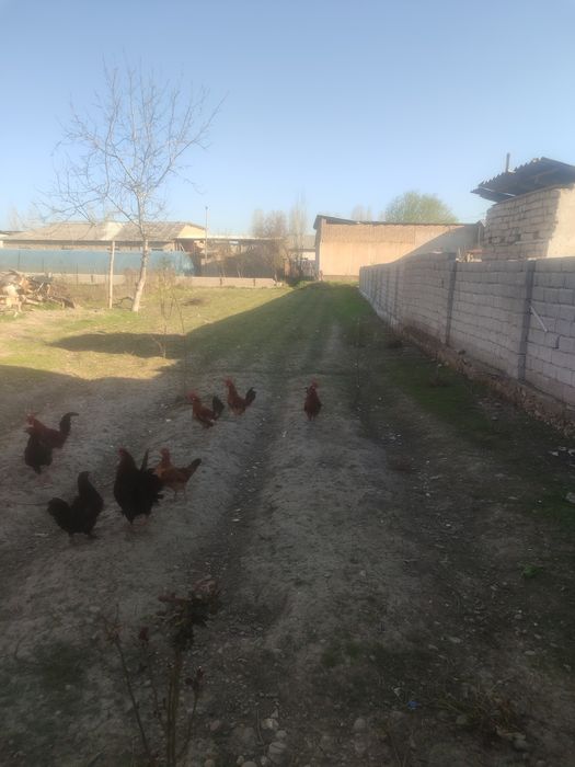 Yangi hayot yer sotiladi 10.000$