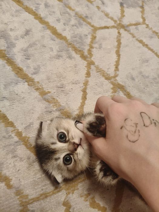 Тикированый котенок мальчик