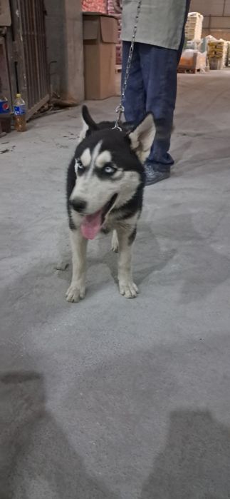 Собака хаски мода