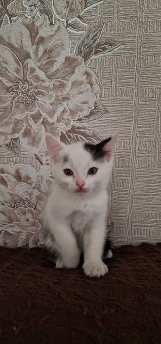 Домашние животные