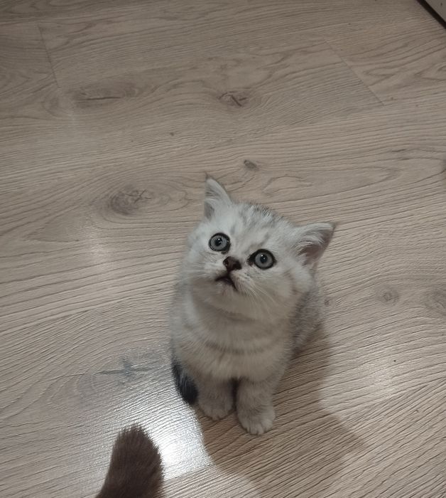 Шотландский котёнок