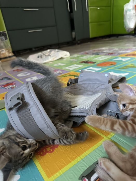Отдам котят в добрые руки