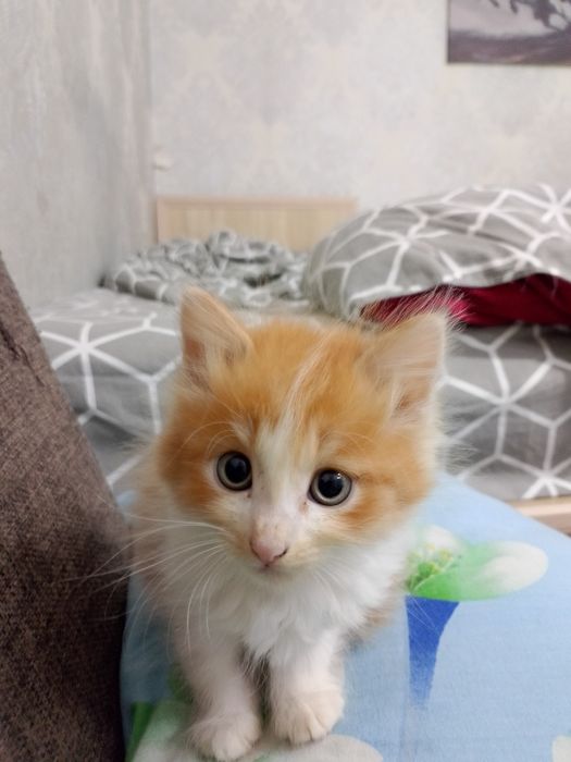 Продается котенок