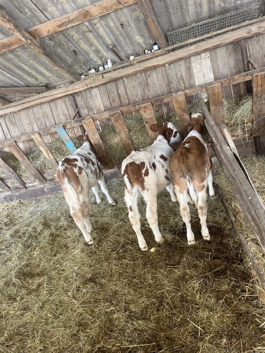 Vand 3 vitei intacati , belga si baltati