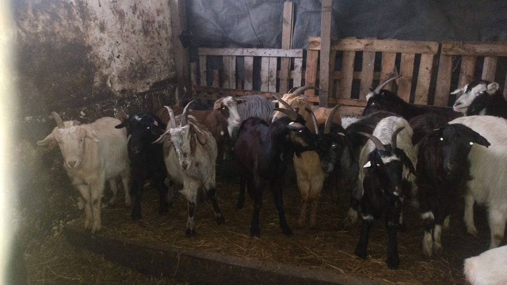 Capre tinere și iede