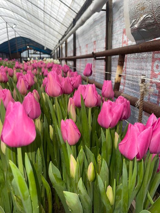 Тюльпаны к 8 марта