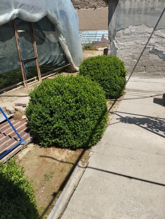 Шамшод 15 йиллик