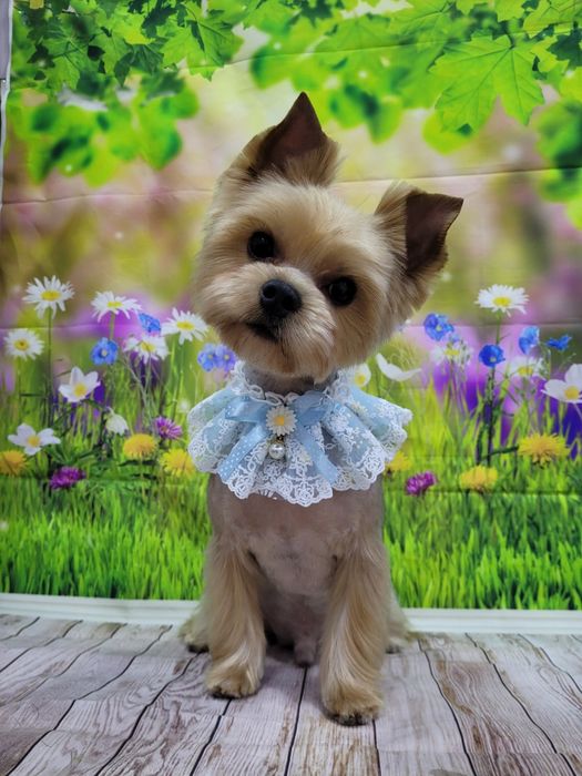 Стрижка собак и кошек