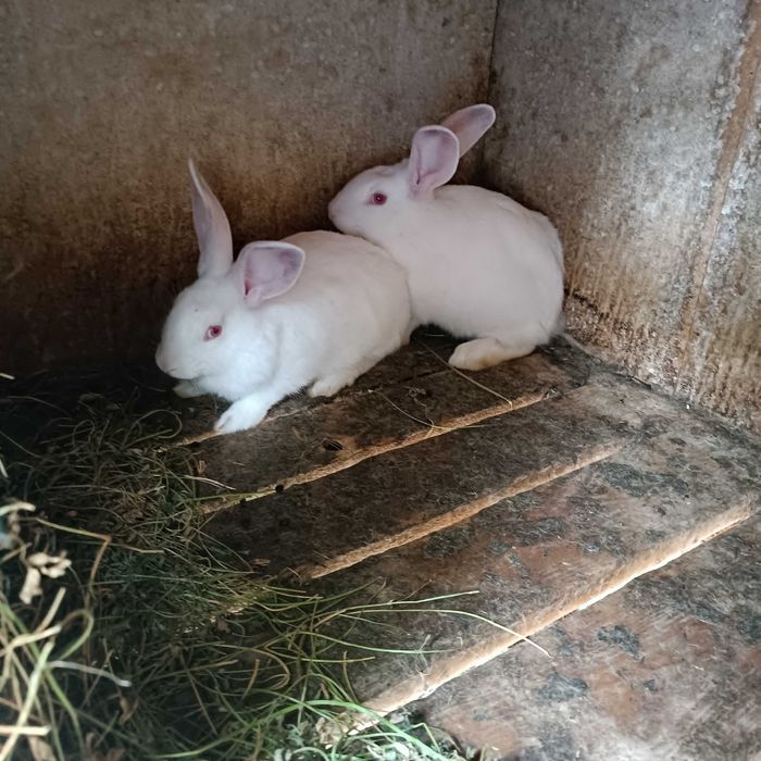 Vânzări animale domestice