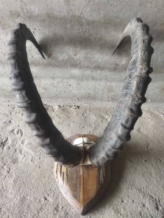 Рог горного архара