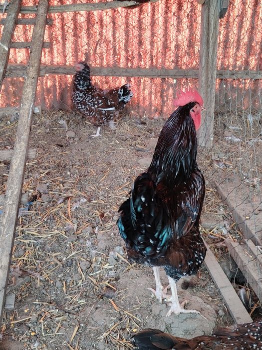 Familii de Wyandotte,si Sussex