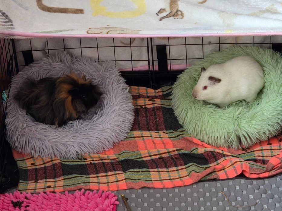 Продам морских свинок