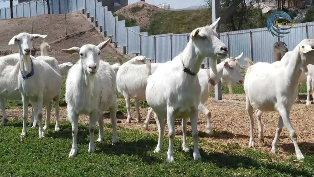 Ешкі сүті сатылады