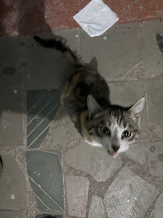 Котенок ищет дом