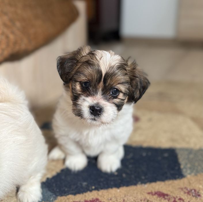Pui bichon havanez