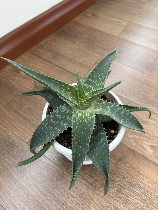 Алоэ разных видов