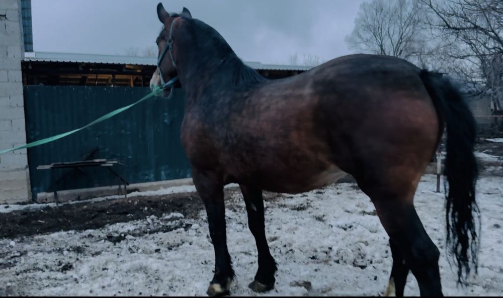 Продам Элитную Кобылу