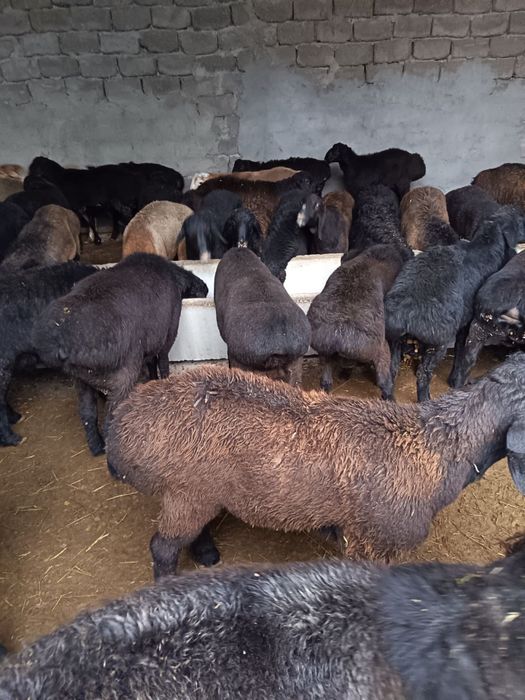 Qojqor va qoylar sotiladi