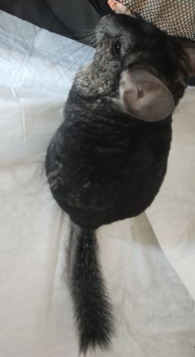 Vand Chinchilla - Femela