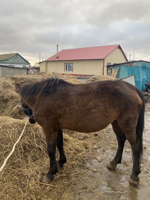 Продам лошадь 6 лет