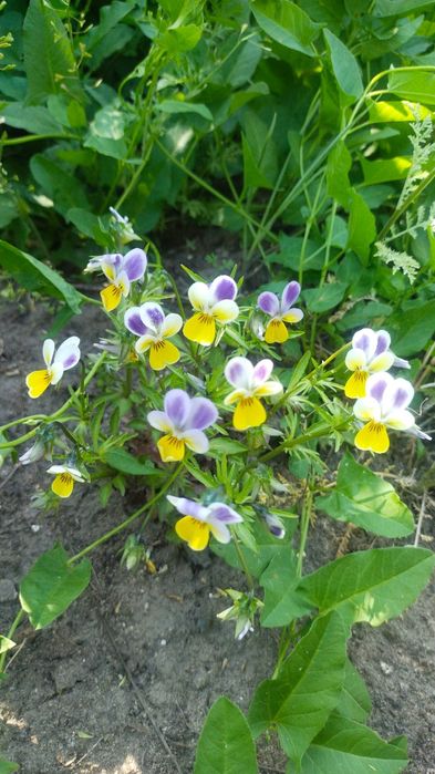 Дача восточный правый 5 дачи