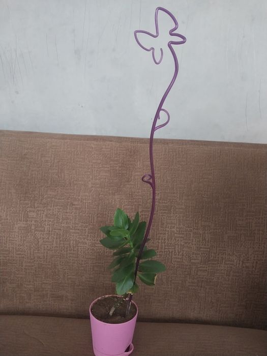 Продаю домашние цветы.