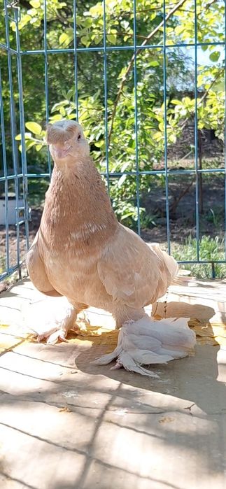 Голуби игровых кровей