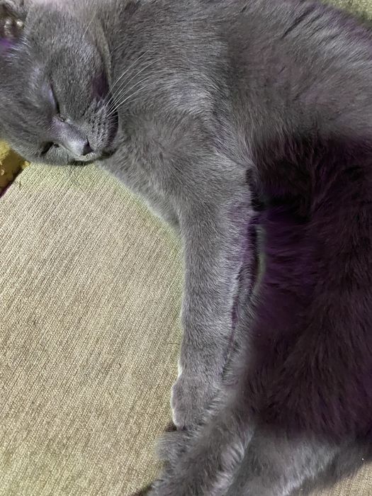 Отдам котиков в добрые руки