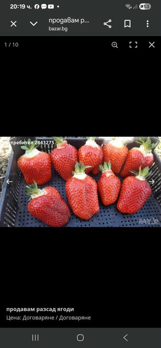 Продавам расад ягоди и малини