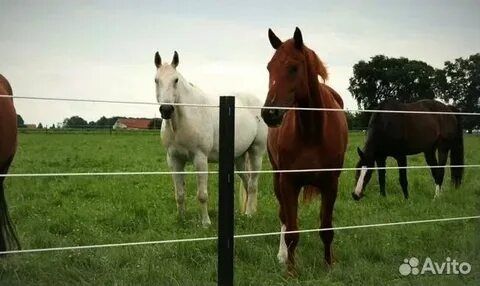 Электропастух для КРС Сатылады