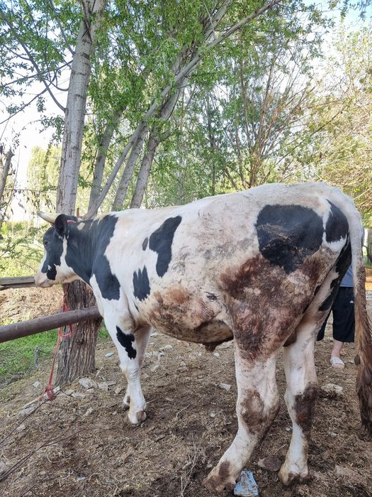 Toza Rossiya Buqa sotiladi