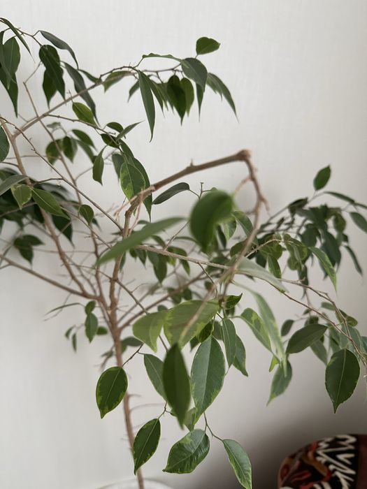 Продам фикус 1,5м