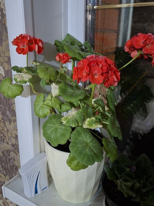 Продам алую герань
