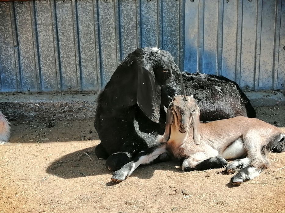 Еркек Лақтар сатылады