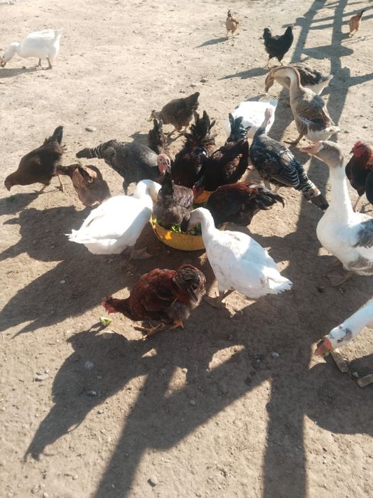 Продам птицу домашнюю