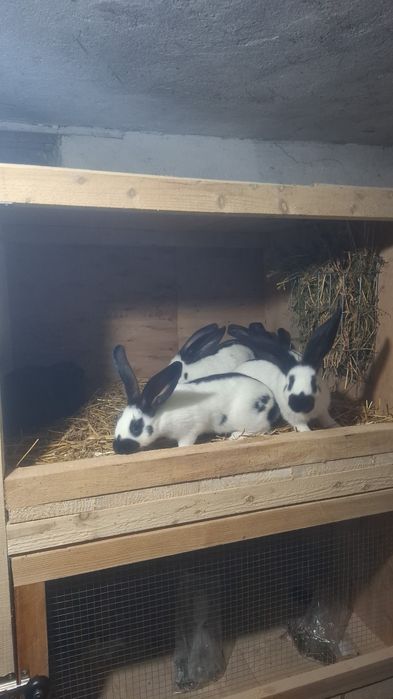 Tineret Fluture German Pestrit