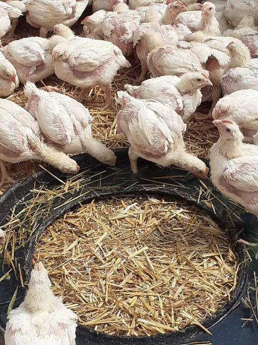 Pui alb și rasă mixtă