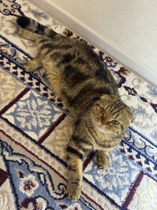 Срочна сотилади…!