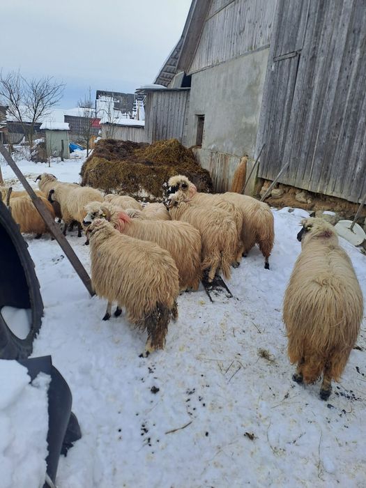 Vând oi bune tinere