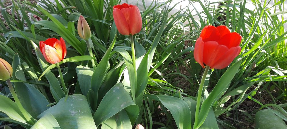 Продам домашние тюльпаны