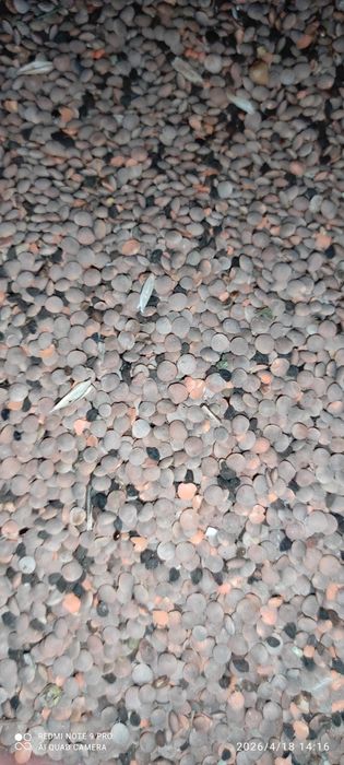 Семена чечевицы красной