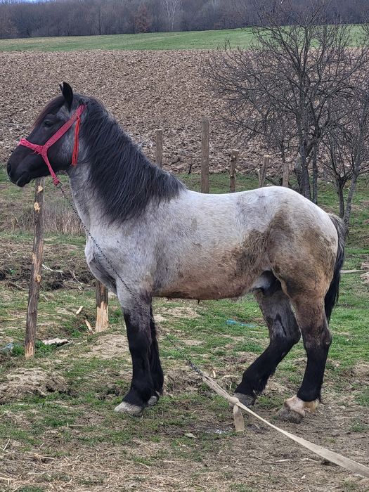 Schimb cal  de 6 ani