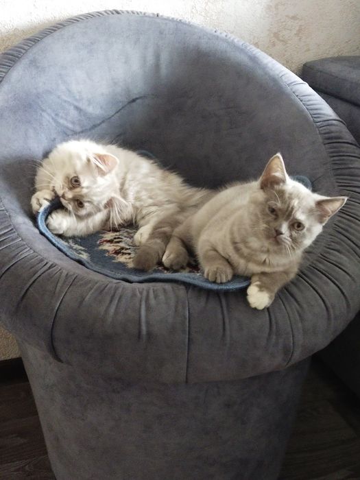 Продаются котята британской породы