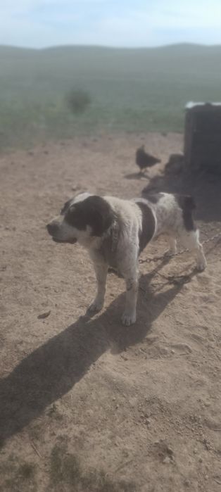 Продаются щенки алабай