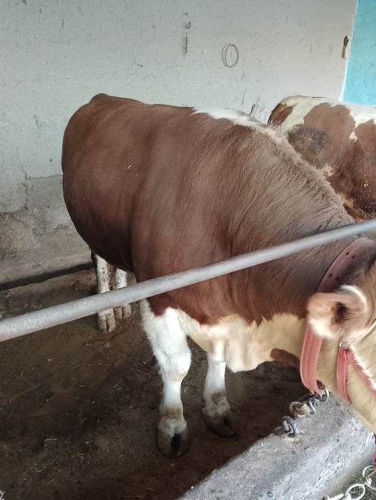 Парода моллар сотилади 45 дан