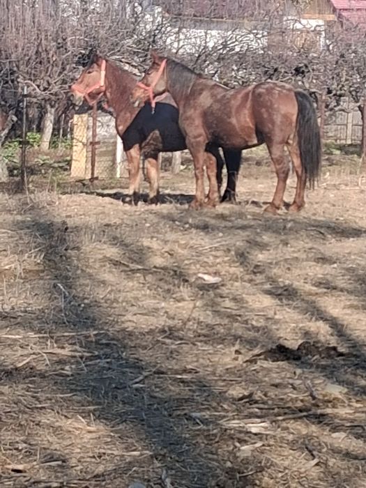 Vând doi cai castrați