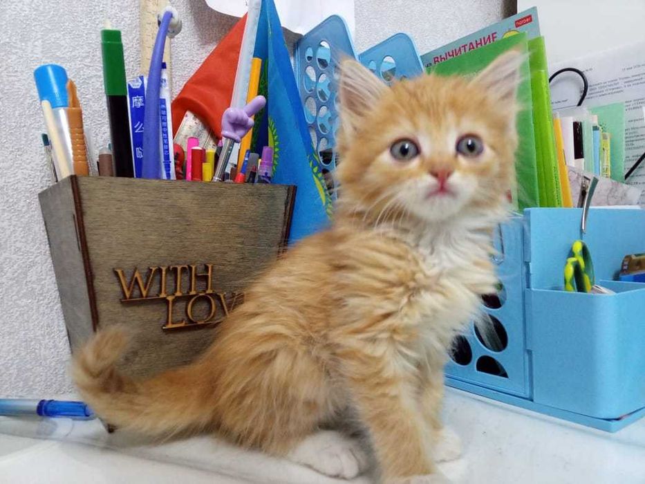 Отдам котят в добрые руки