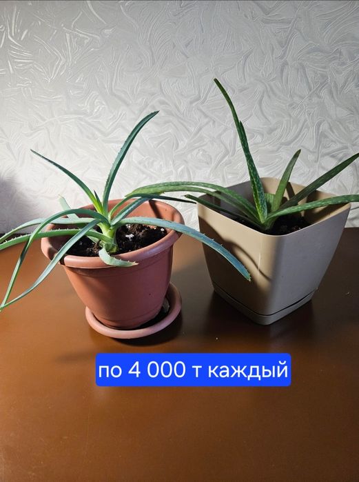 Алоэ вера лечебный