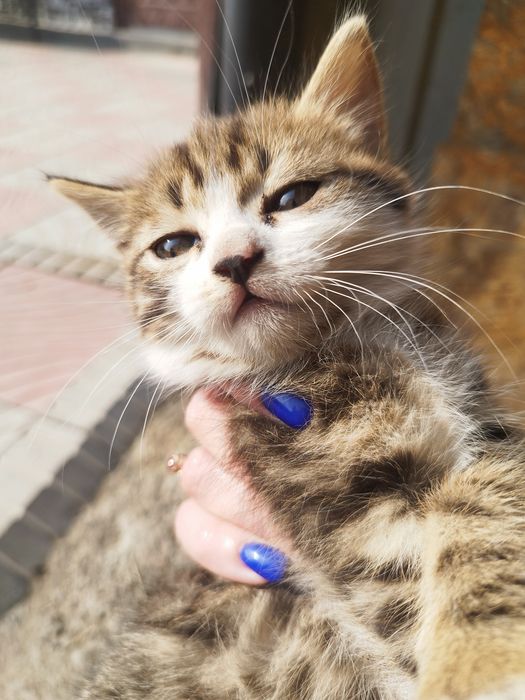 Отдам котят в хорошие руки