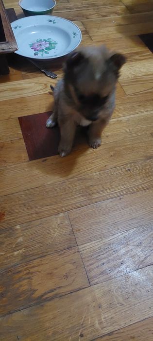 Щенки. 2 девочки. 1.5 месяца.